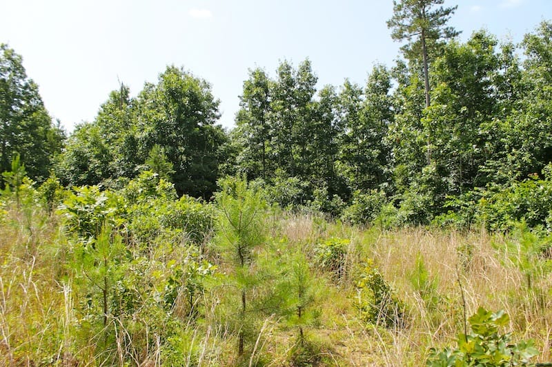 Green Mountain Ranch Tract 29 photo 5