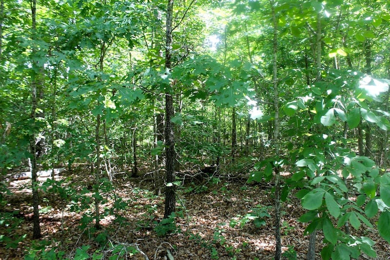 Green Mountain Ranch Tract 29 photo 6