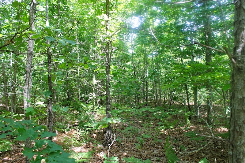 Green Mountain Ranch Tract 29 photo 7