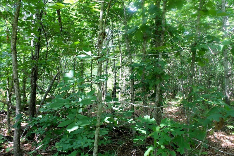 Green Mountain Ranch Tract 29 photo 8