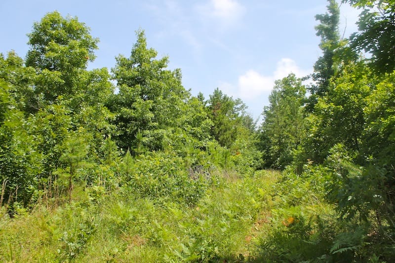 Green Mountain Ranch Tract 29 photo 9
