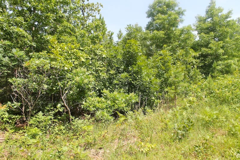 Green Mountain Ranch Tract 29 photo 10