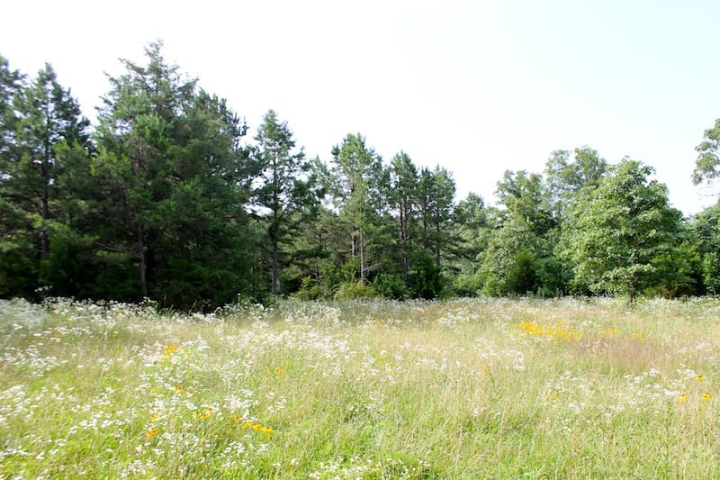 Green Mountain Ranch Tract 7 photo 2