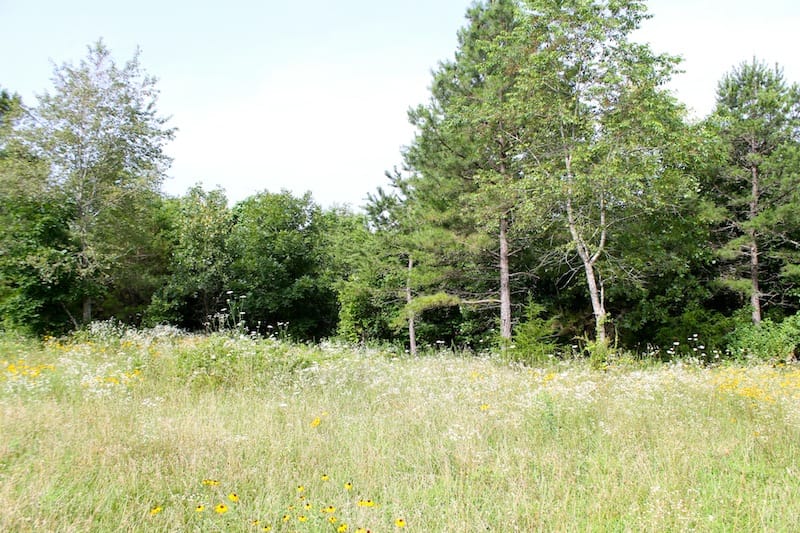 Green Mountain Ranch Tract 7 photo 4