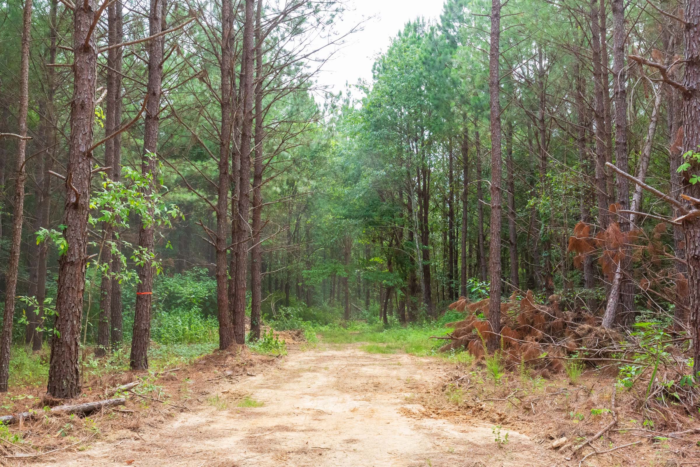 Whiskey Ridge Tract 94 photo 2