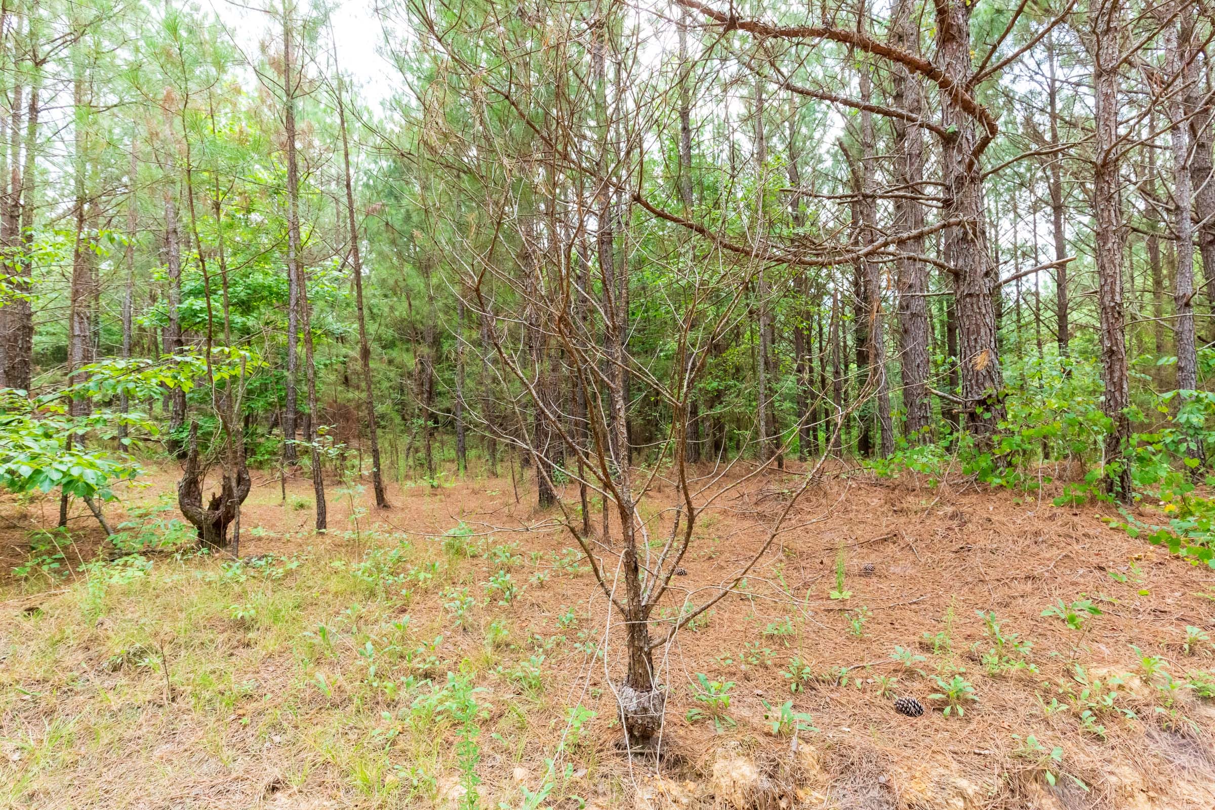 Whiskey Ridge Tract 94 photo 4