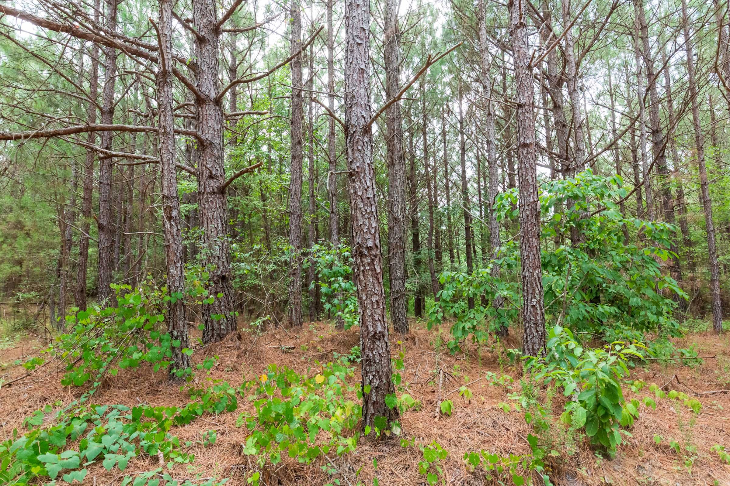 Whiskey Ridge Tract 94 photo 5