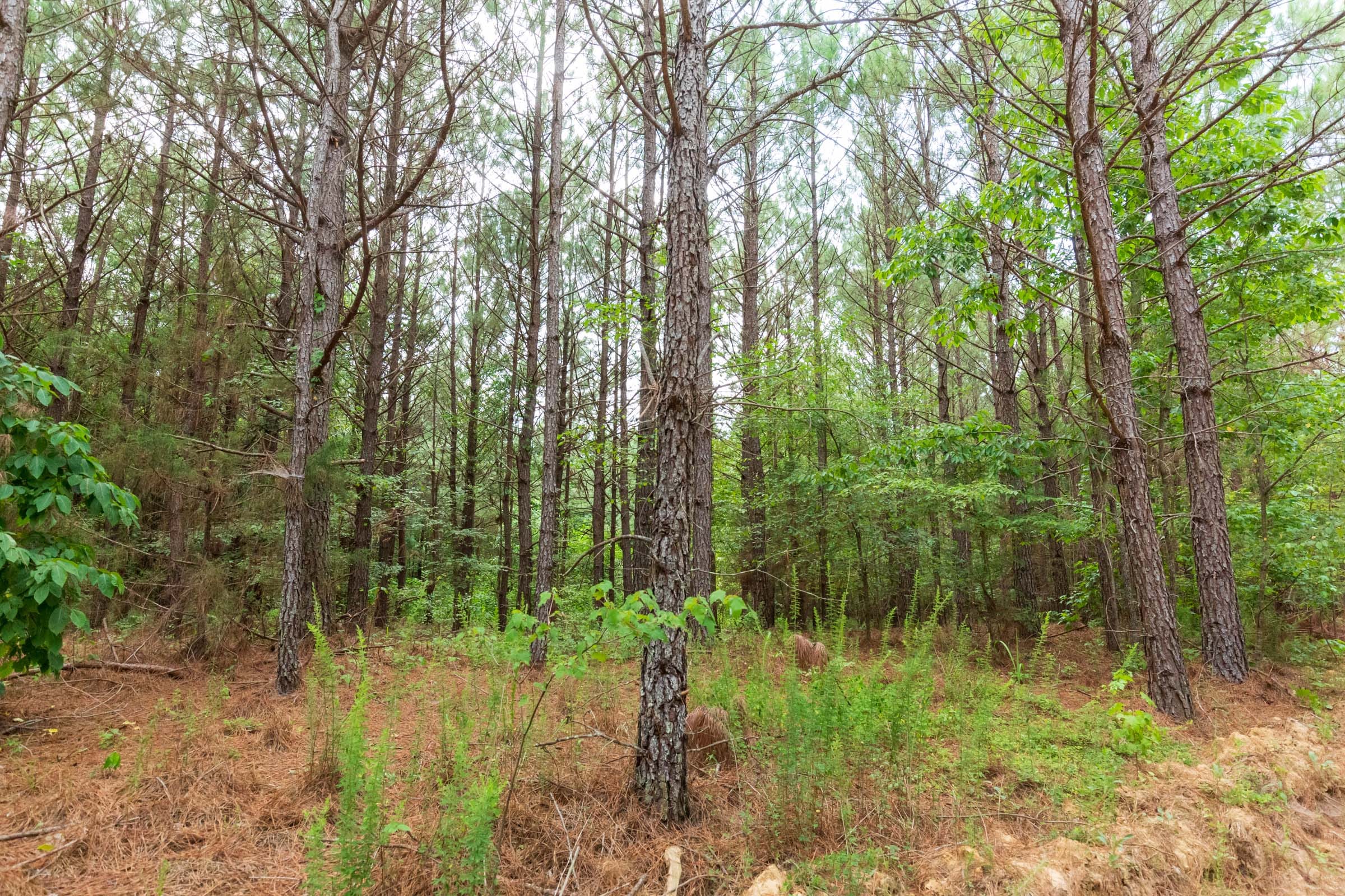 Whiskey Ridge Tract 94 photo 6
