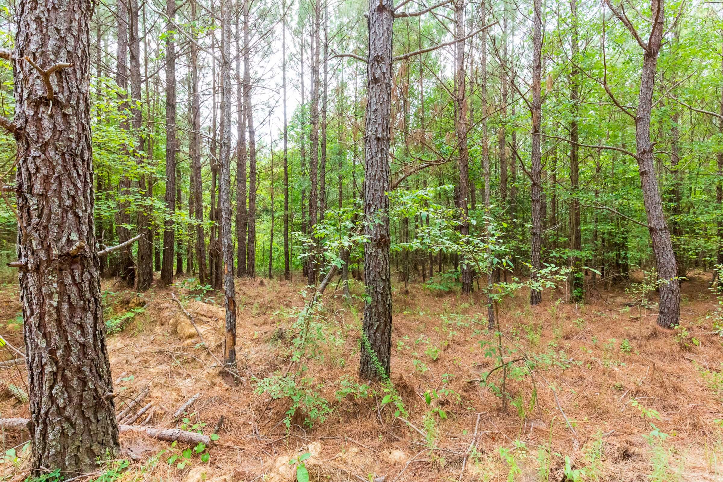 Whiskey Ridge Tract 94 photo 7