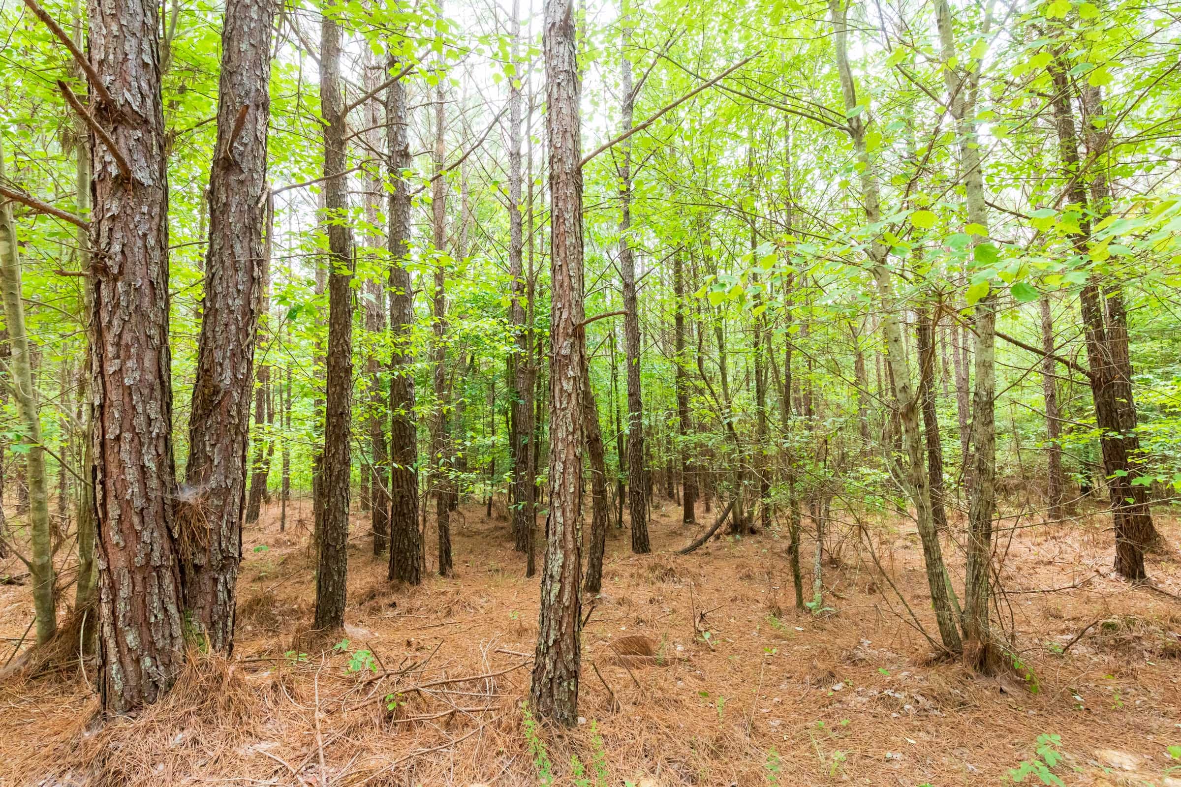 Whiskey Ridge Tract 94 photo 8