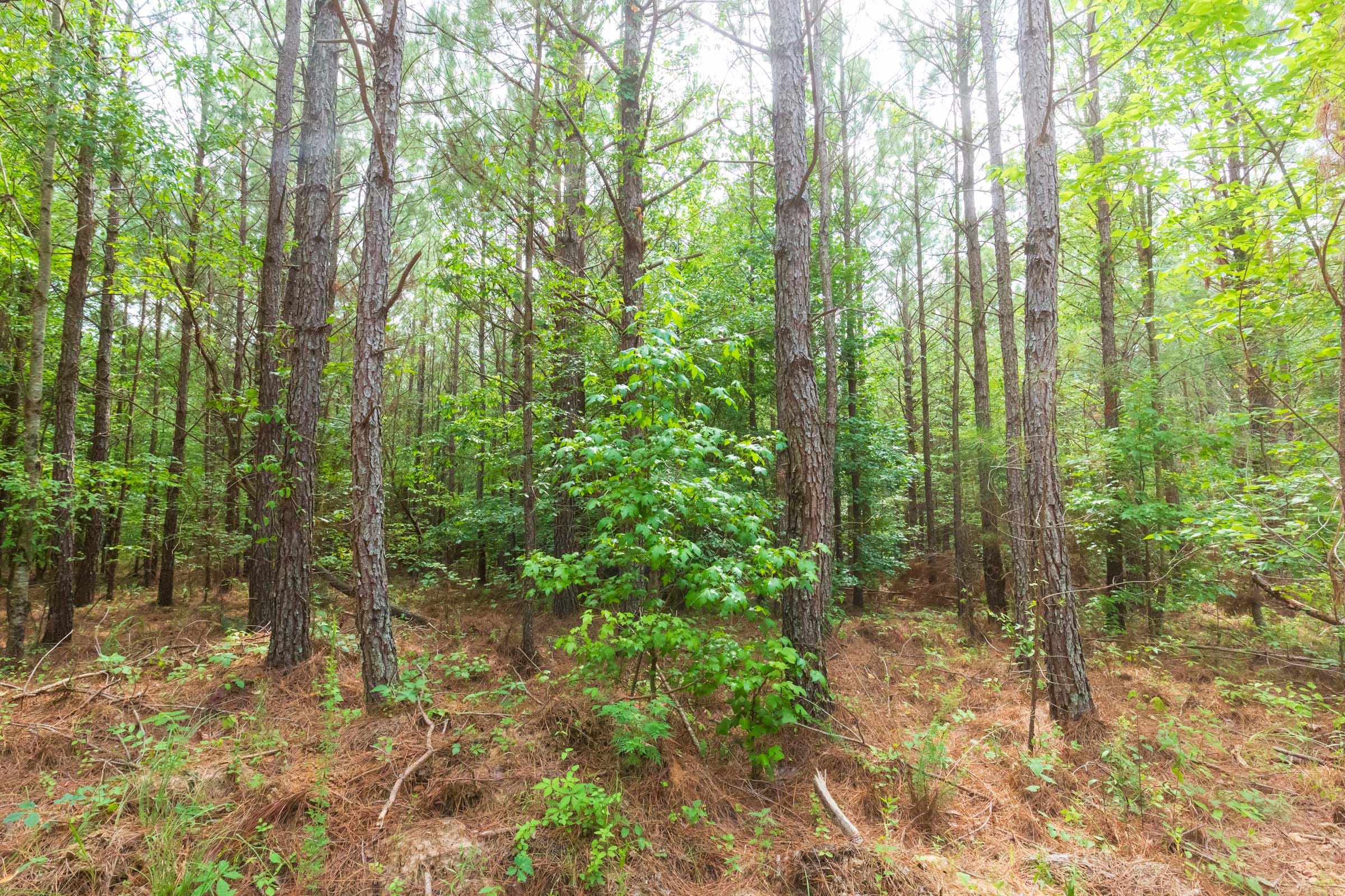 Whiskey Ridge Tract 94 photo 9