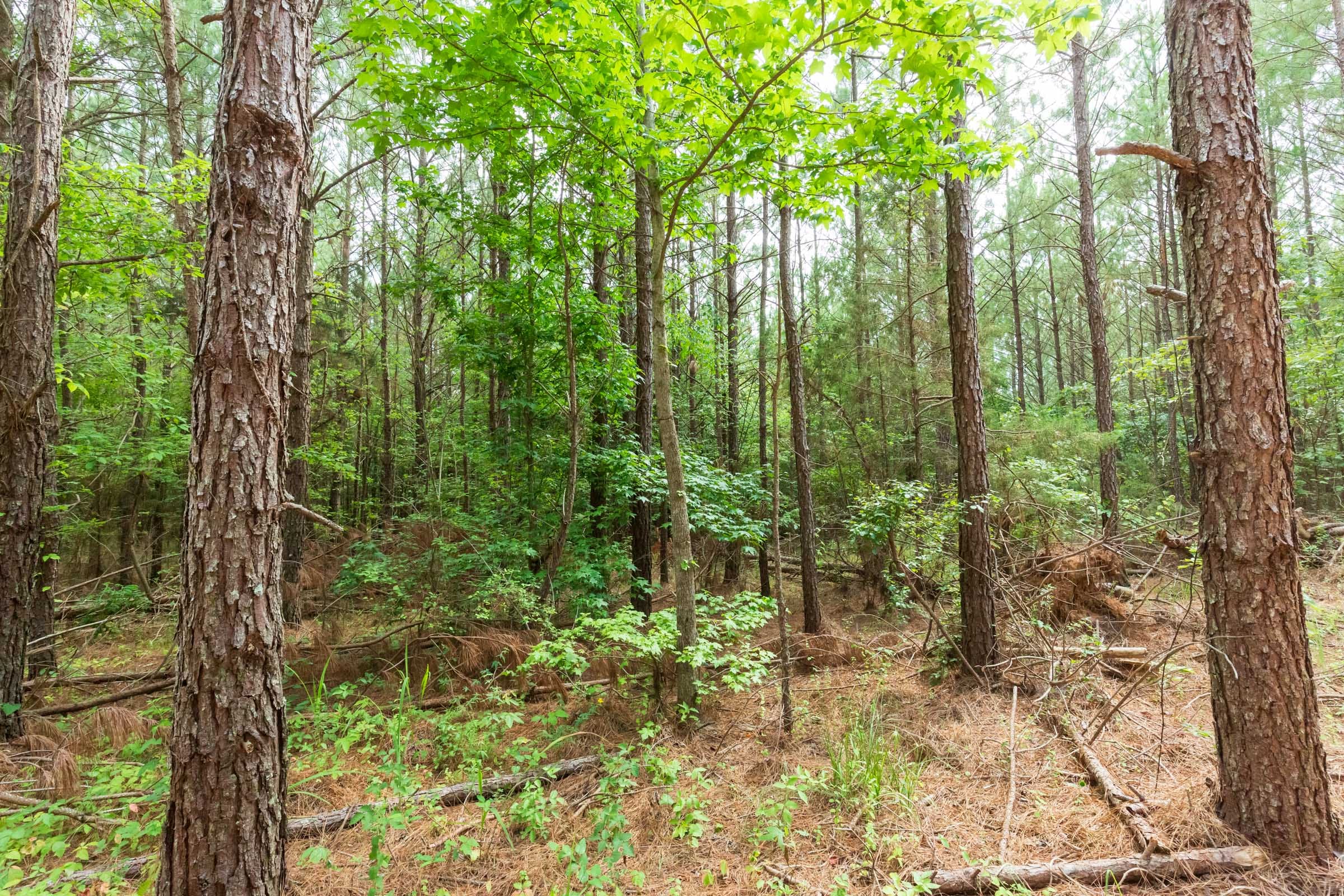 Whiskey Ridge Tract 94 photo 11