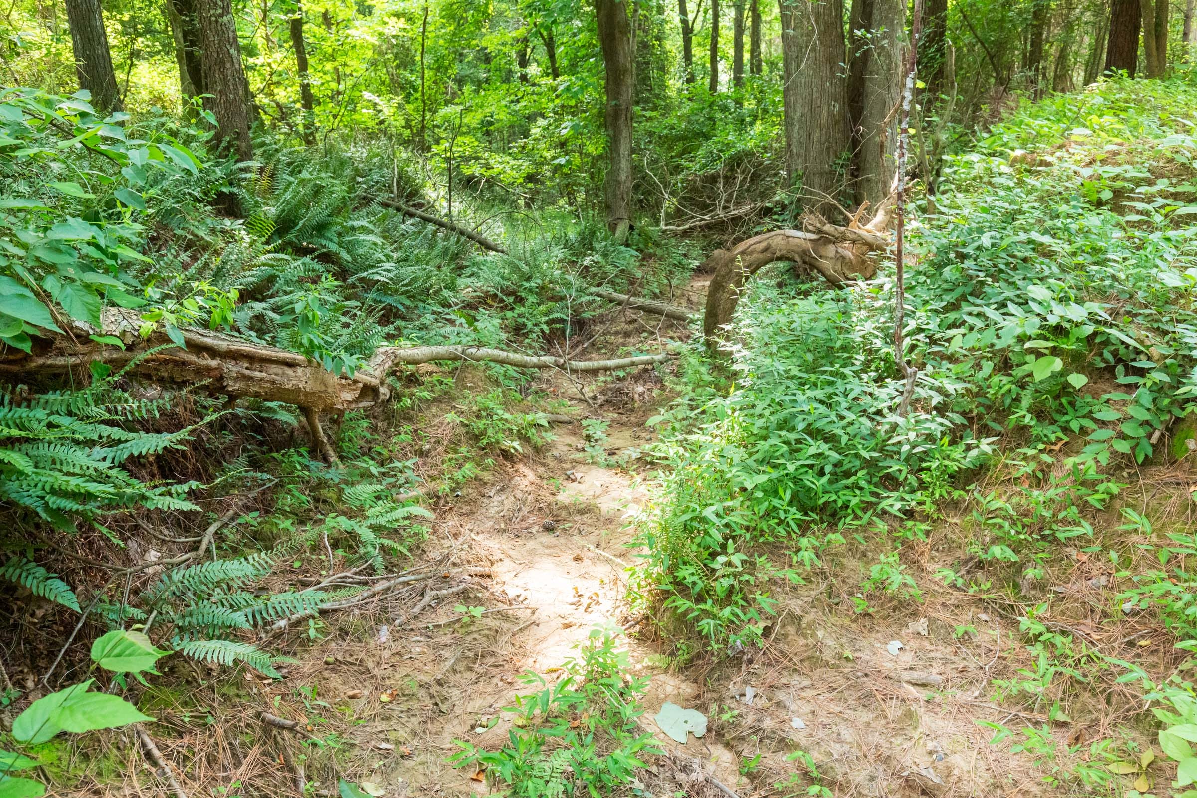 Whiskey Ridge Tract 94 photo 14