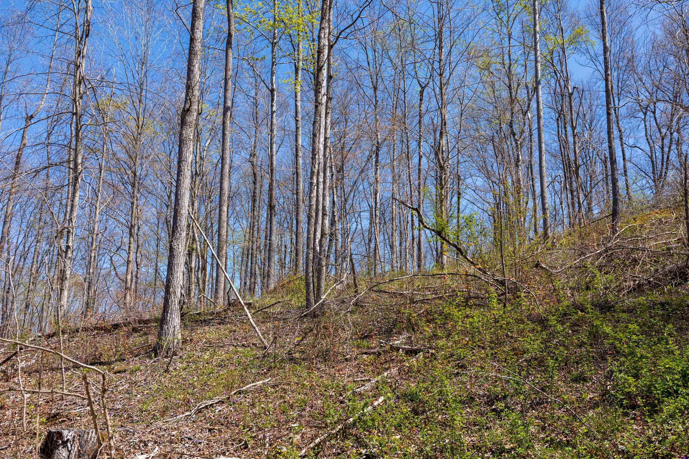 Creek Hollow Phase I Tract 55 photo 3