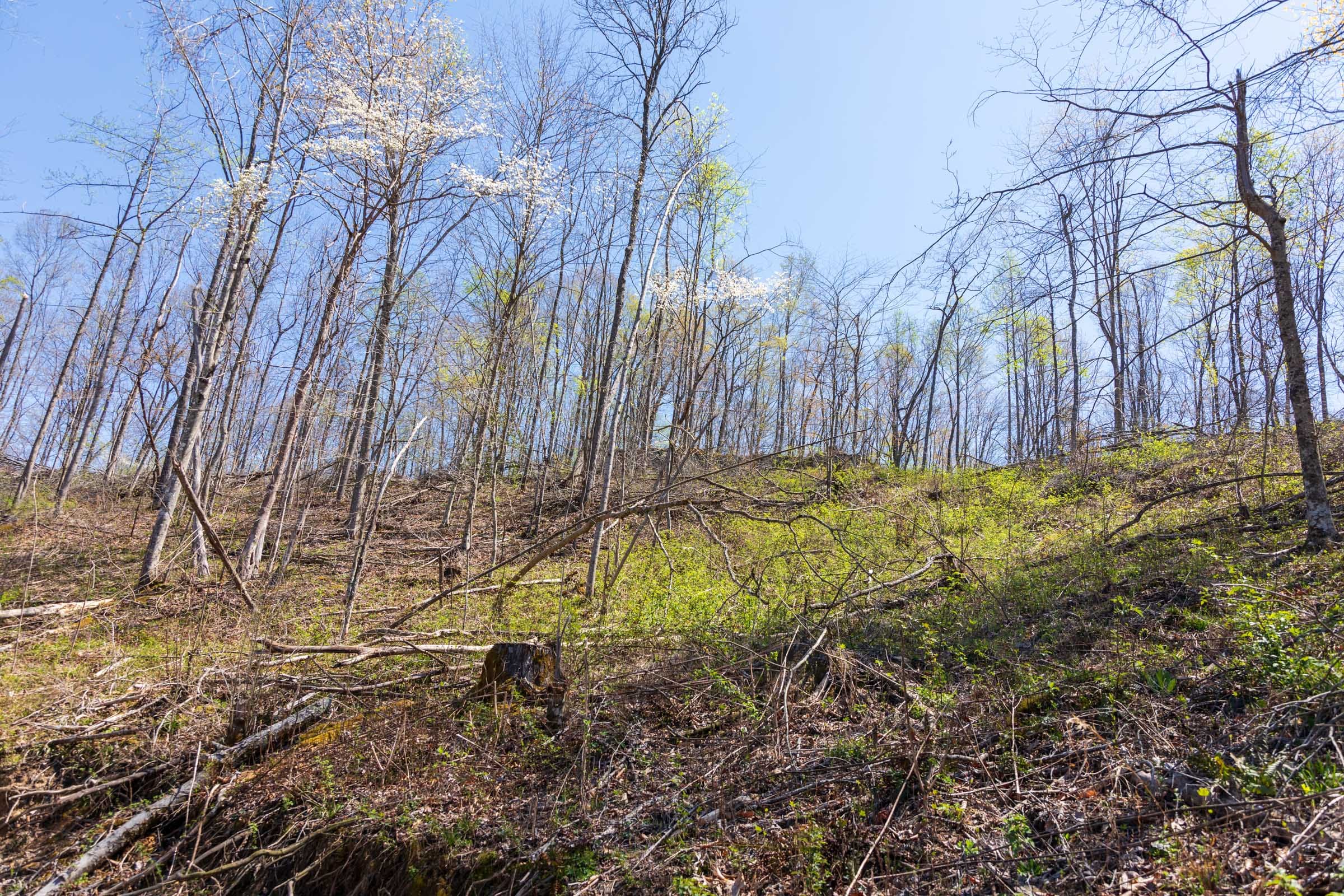 Creek Hollow Phase I Tract 55 photo 6