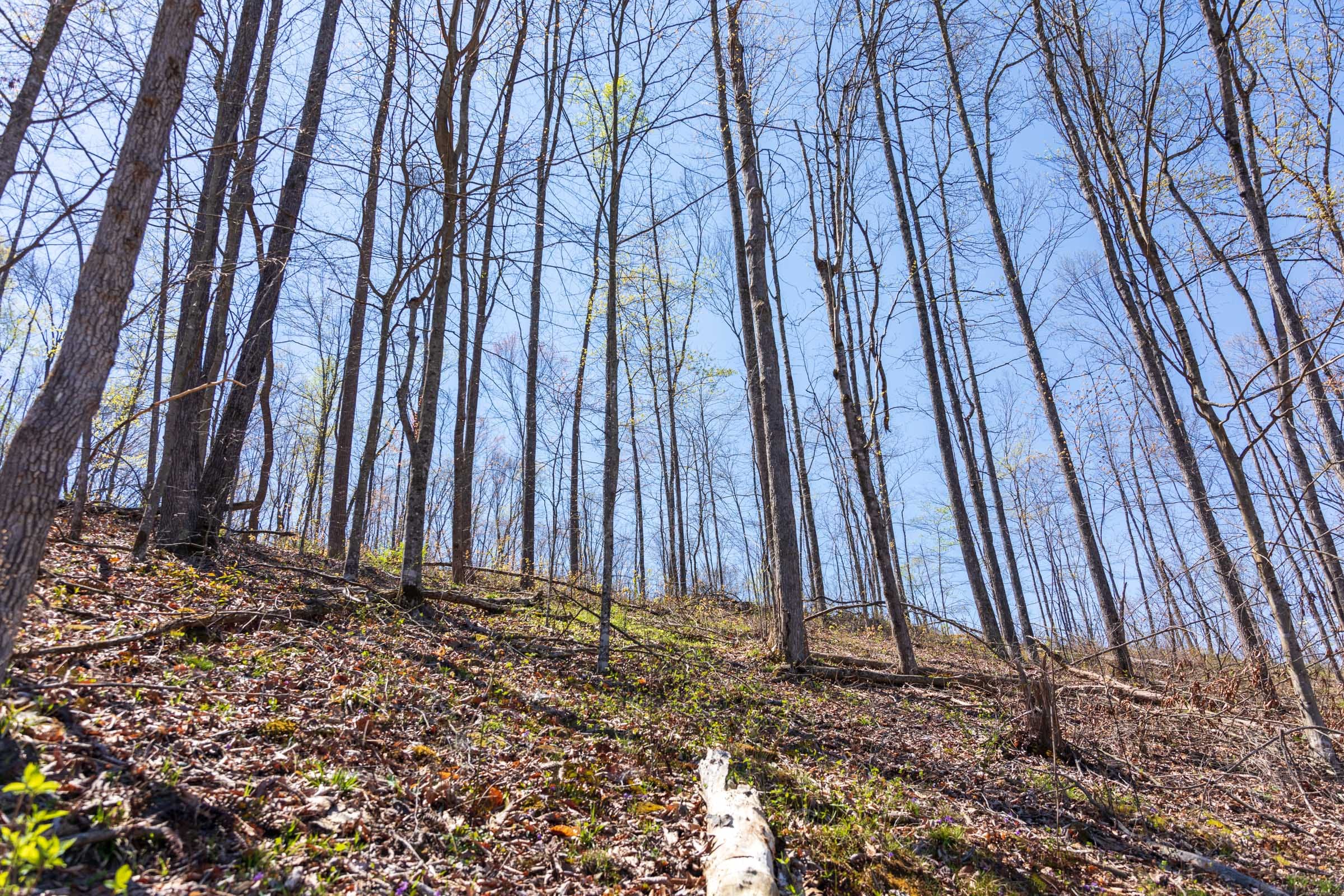 Creek Hollow Phase I Tract 55 photo 9