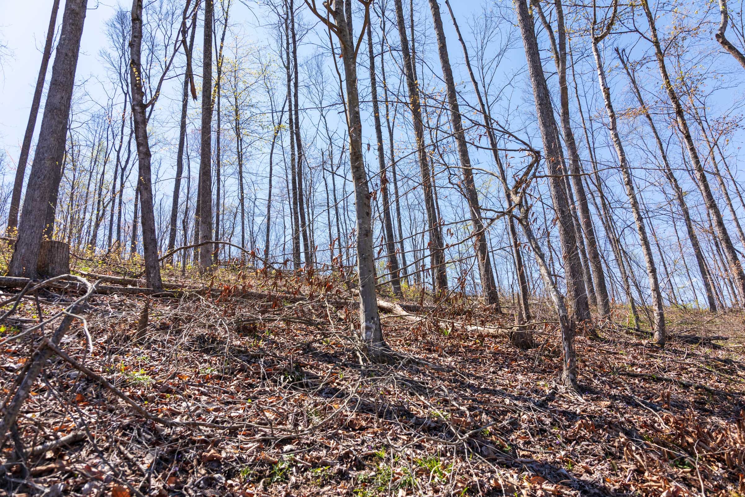 Creek Hollow Phase I Tract 55 photo 11