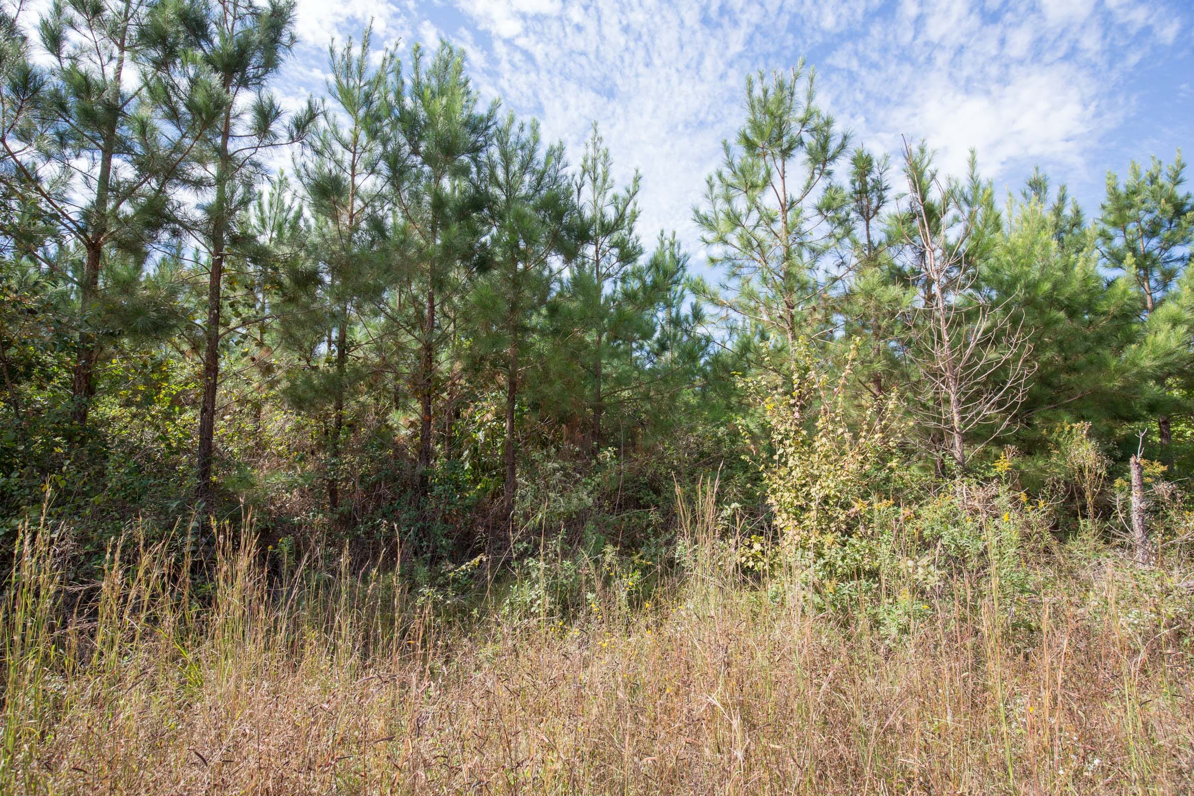 Brentwood Tract 7 photo 2