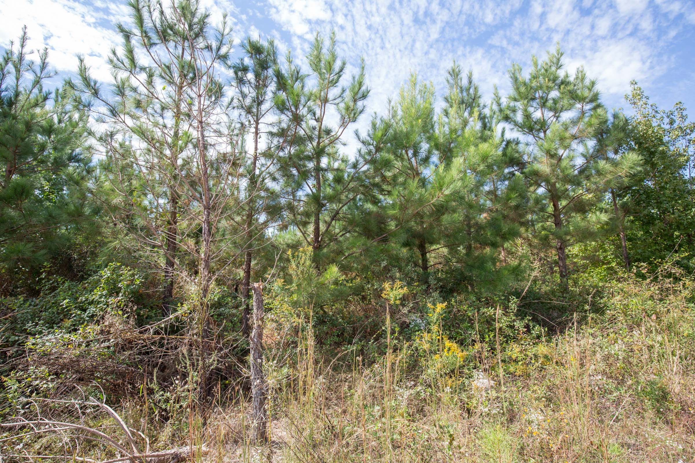 Brentwood Tract 7 photo 3