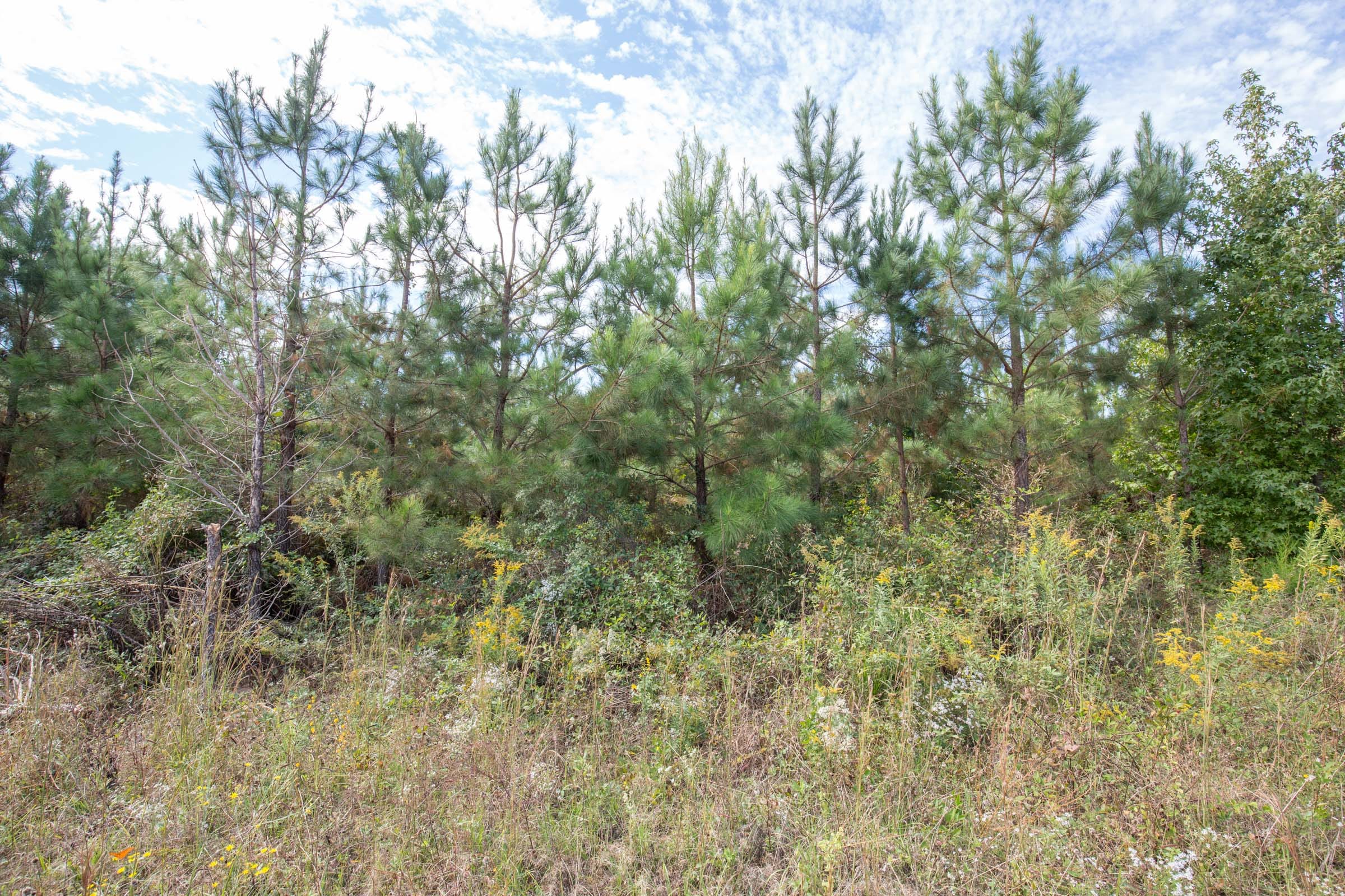 Brentwood Tract 7 photo 4