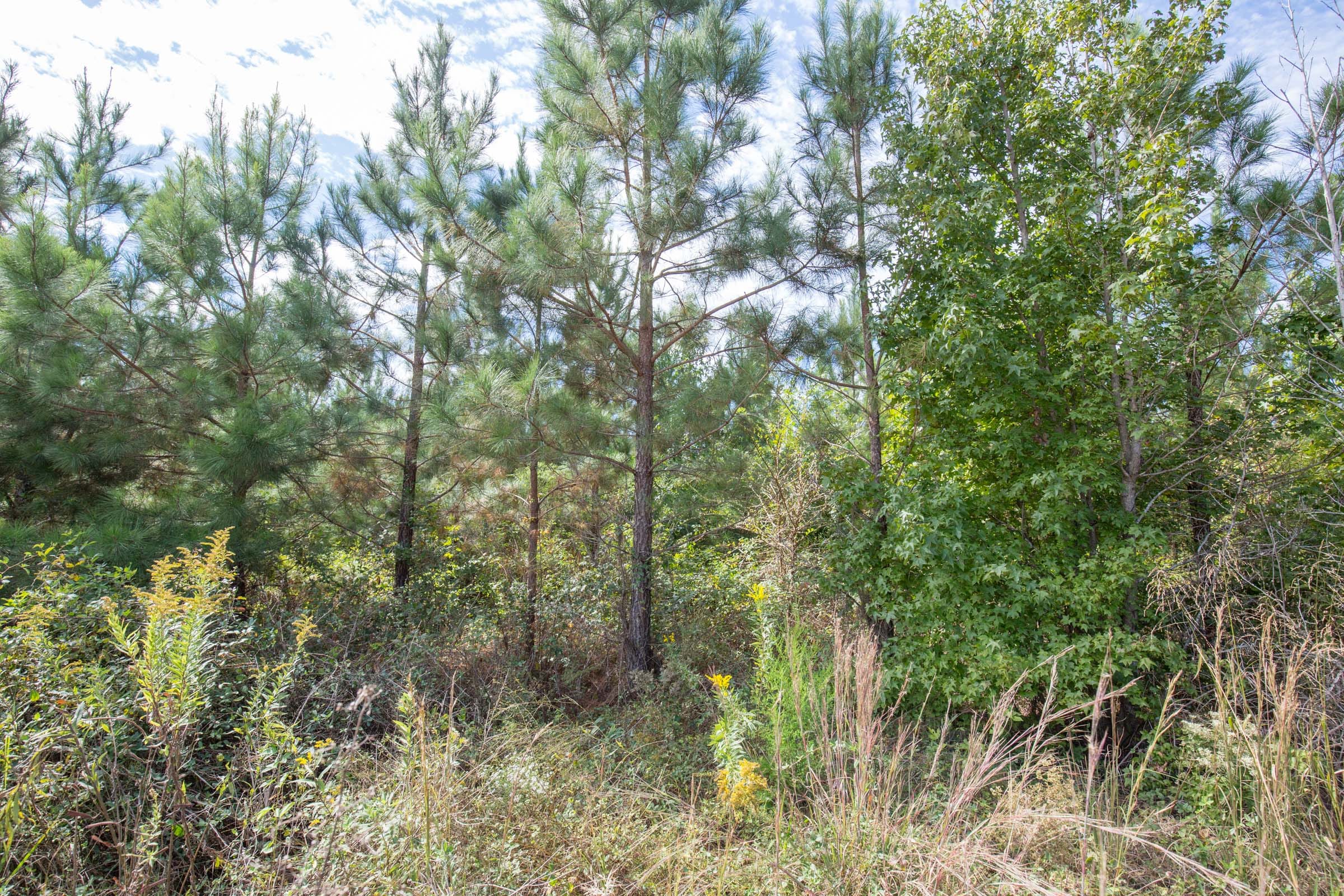 Brentwood Tract 7 photo 7