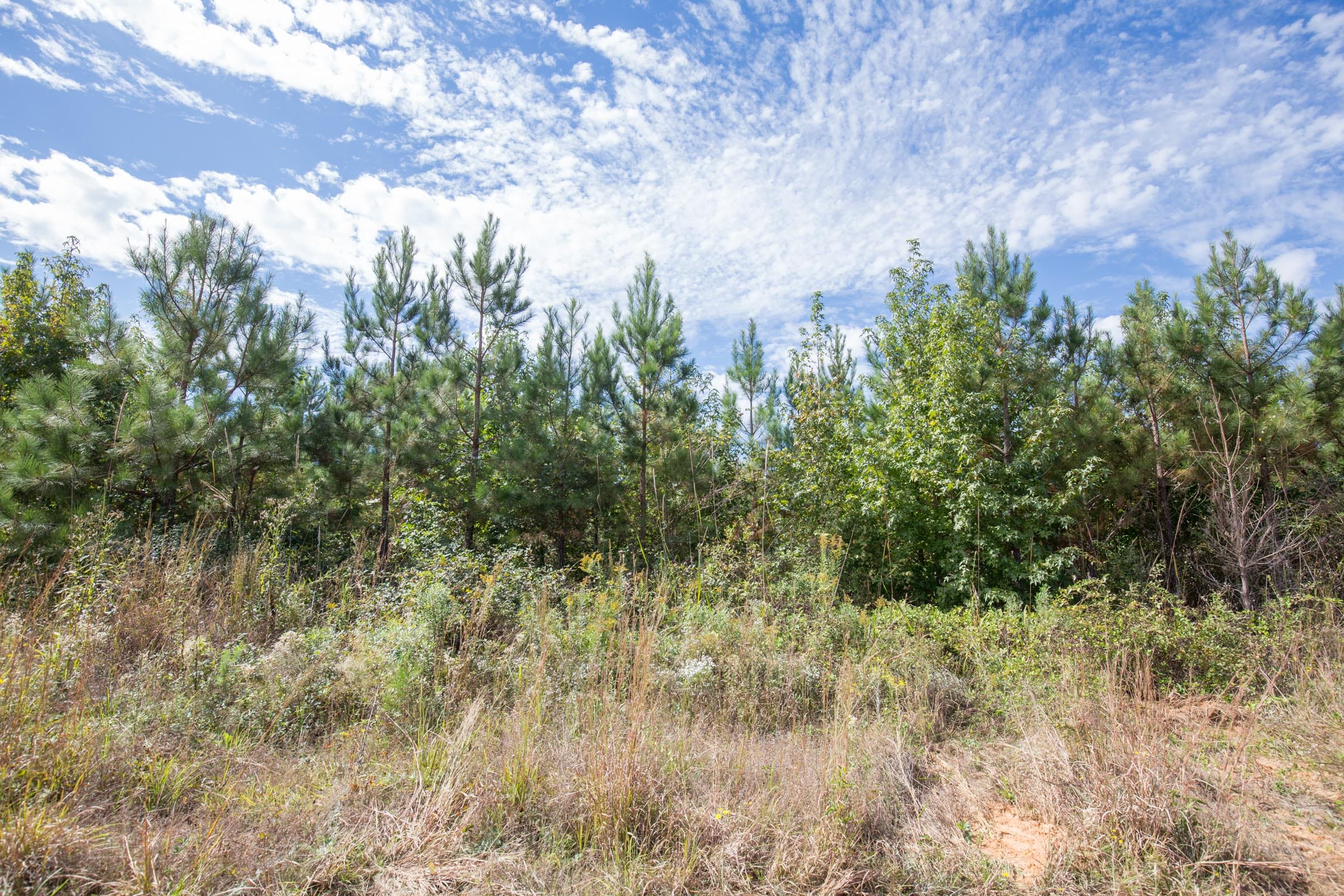 Brentwood Tract 7 photo 8