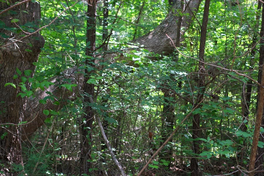Bluebird Ranch Tract 5 photo 8