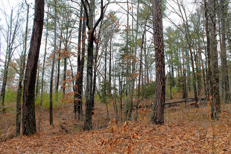 The Tennessean Tract 28 photo 3