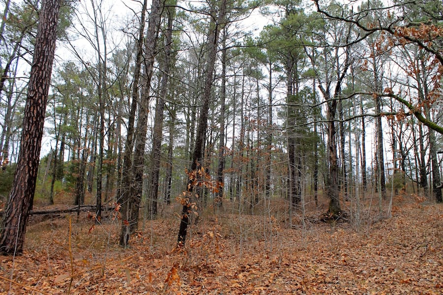 The Tennessean Tract 28 photo 4