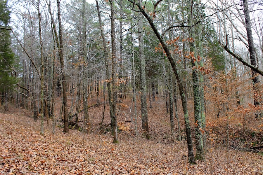 The Tennessean Tract 28 photo 5