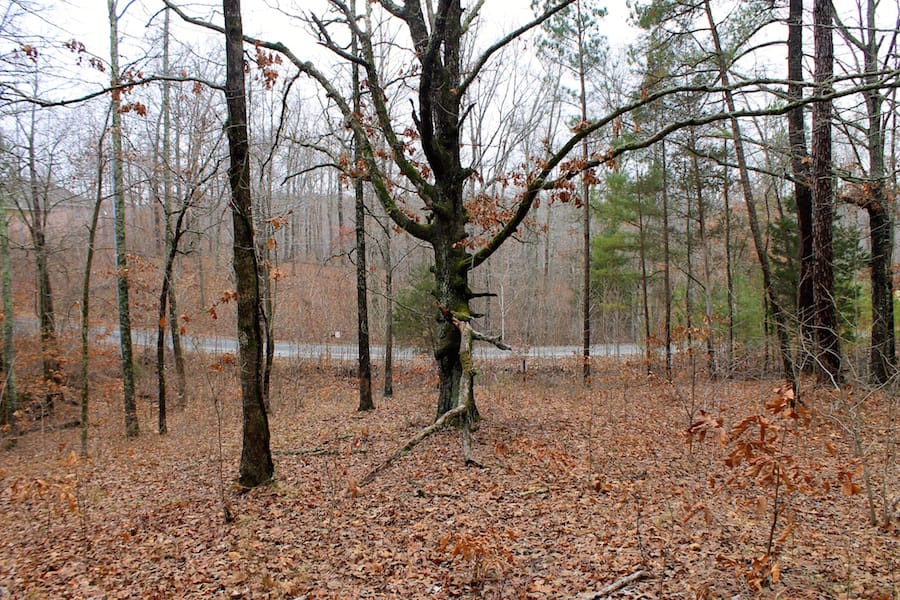 The Tennessean Tract 28 photo 6
