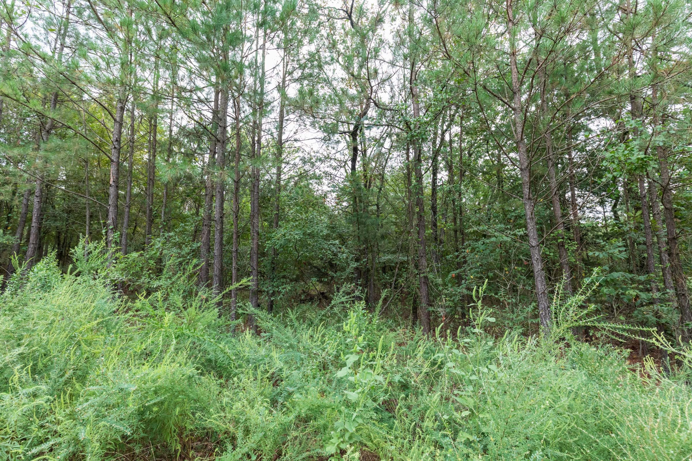 Stone Bridge Phase V Tract 332 photo 11