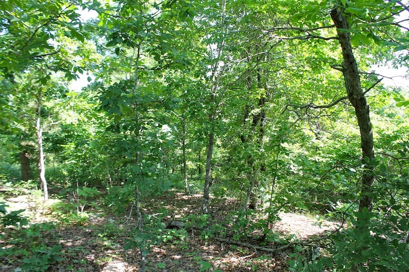 Green Mountain Ranch Tract 39 photo 10