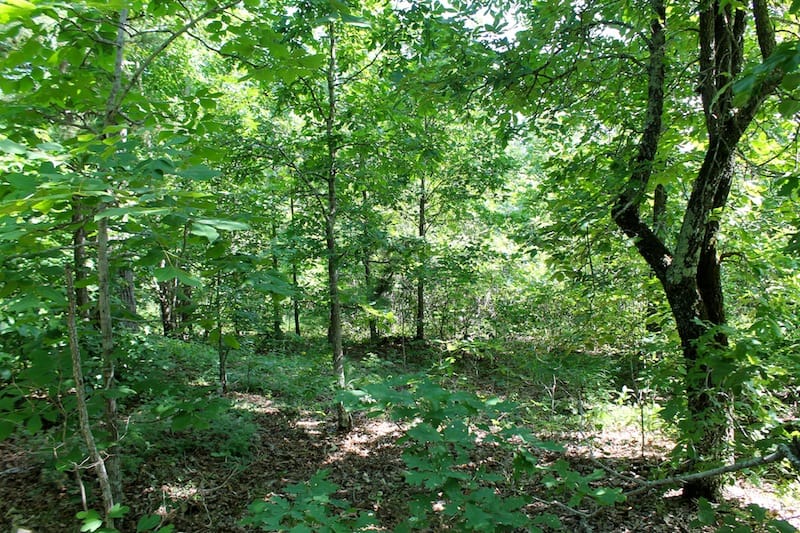 Green Mountain Ranch Tract 39 photo 11