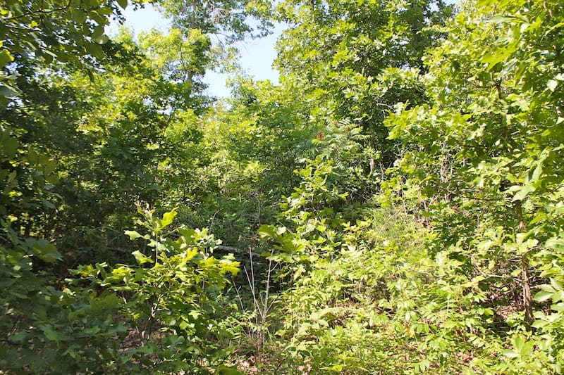 Green Mountain Ranch Tract 39 photo 12