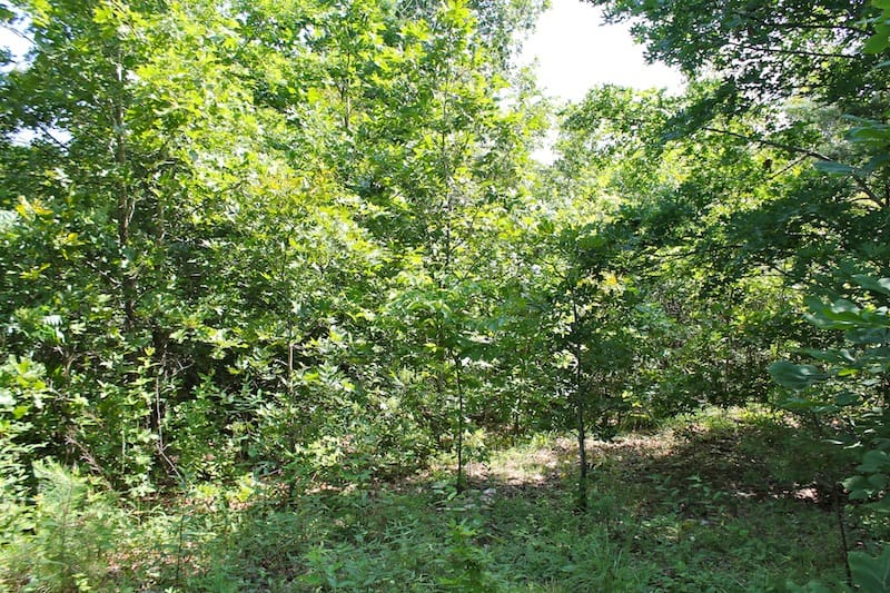 Green Mountain Ranch Tract 39 photo 13