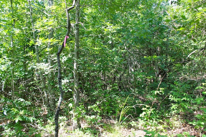Green Mountain Ranch Tract 39 photo 14