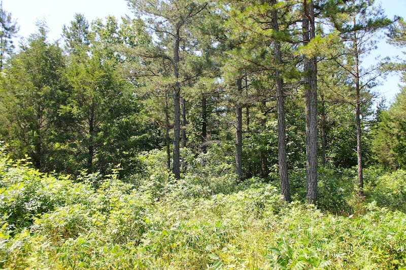 Green Mountain Ranch Tract 39 photo 16