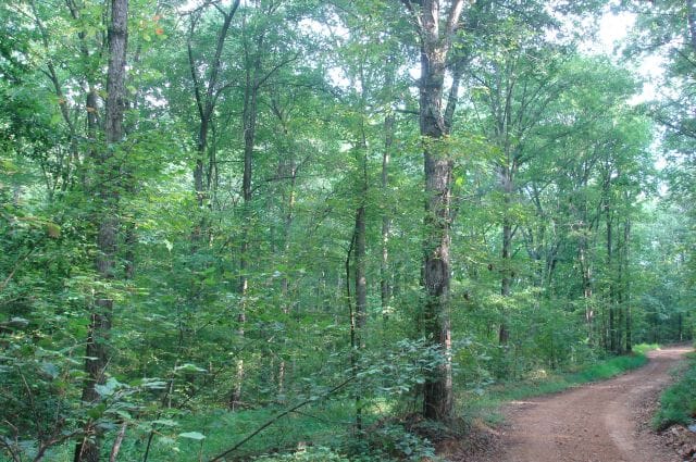 Sugartree Falls Tract 4 photo 8
