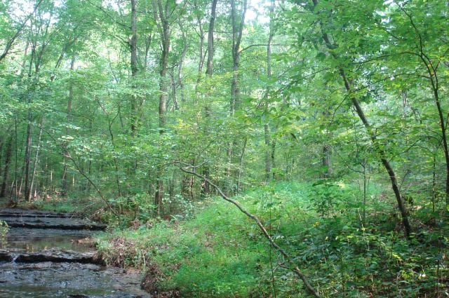 Sugartree Falls Tract 4 photo 10