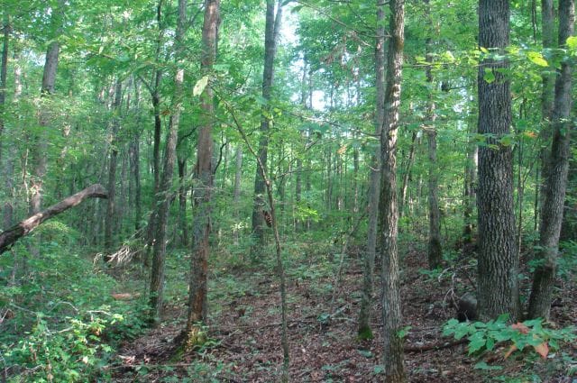 Sugartree Falls Tract 4 photo 12