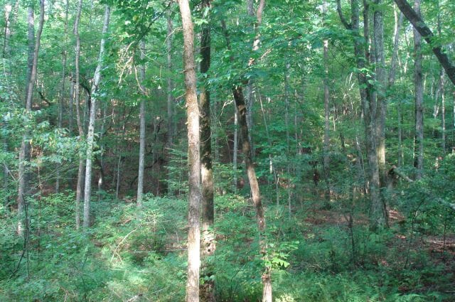 Sugartree Falls Tract 4 photo 13