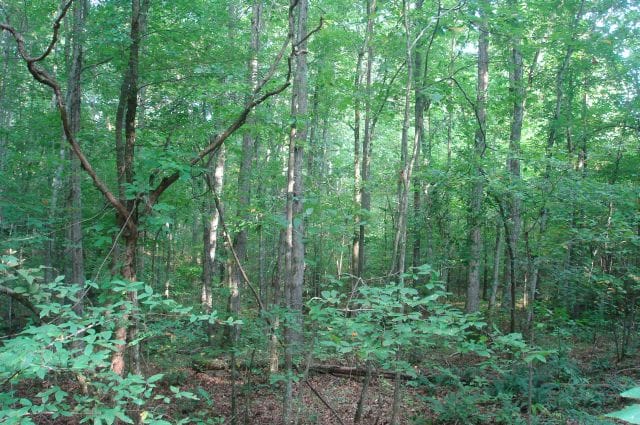 Sugartree Falls Tract 4 photo 14