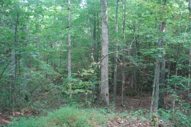 Sugartree Falls Tract 4 photo 15