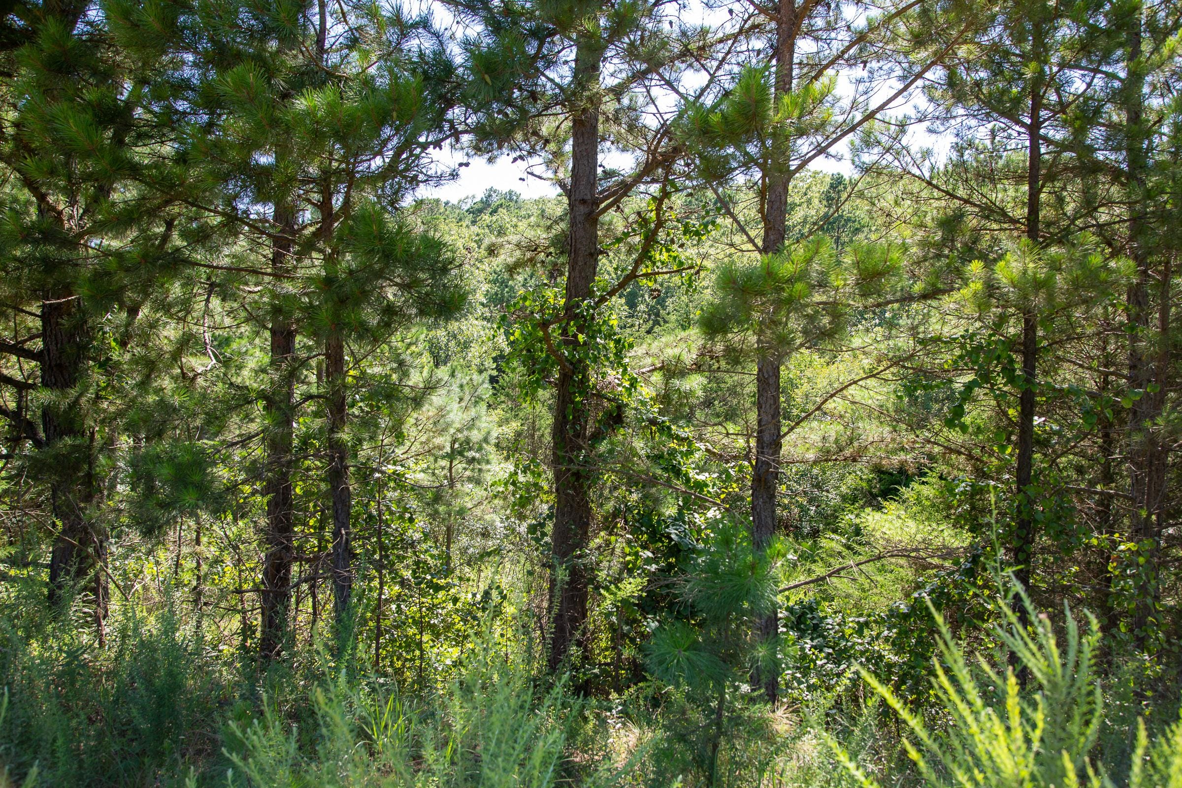 Tyler Stone Ranch Tract 3 photo 3