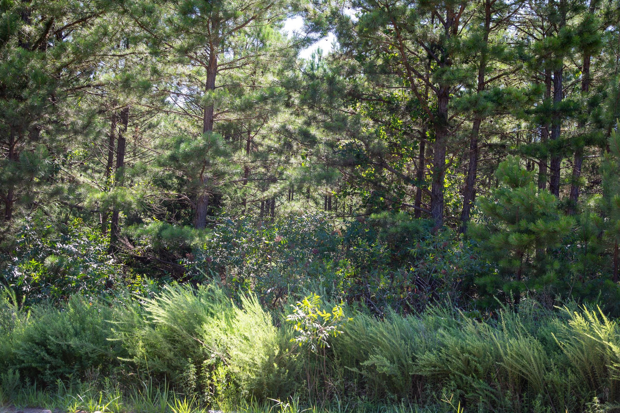 Tyler Stone Ranch Tract 3 photo 6