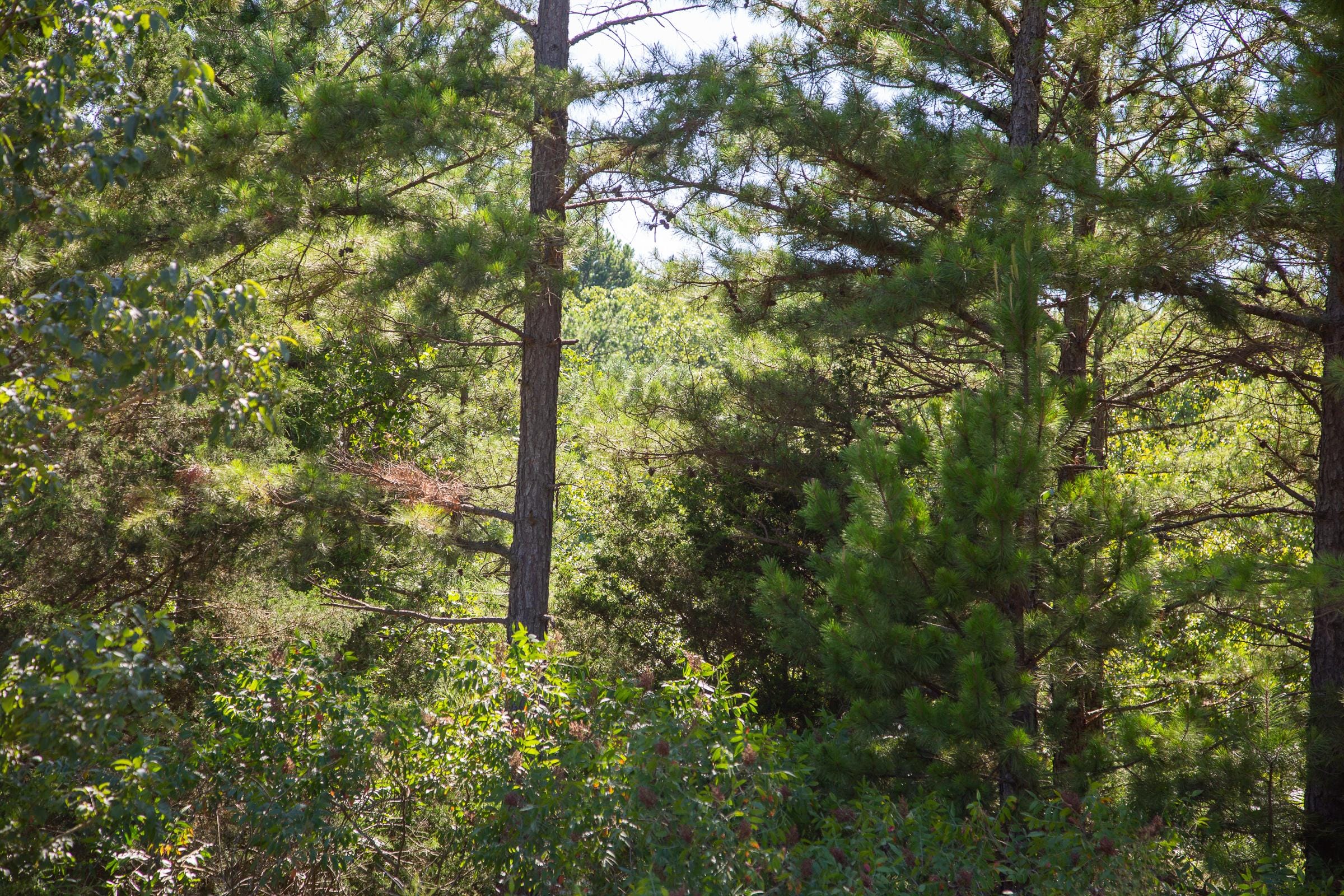 Tyler Stone Ranch Tract 3 photo 7