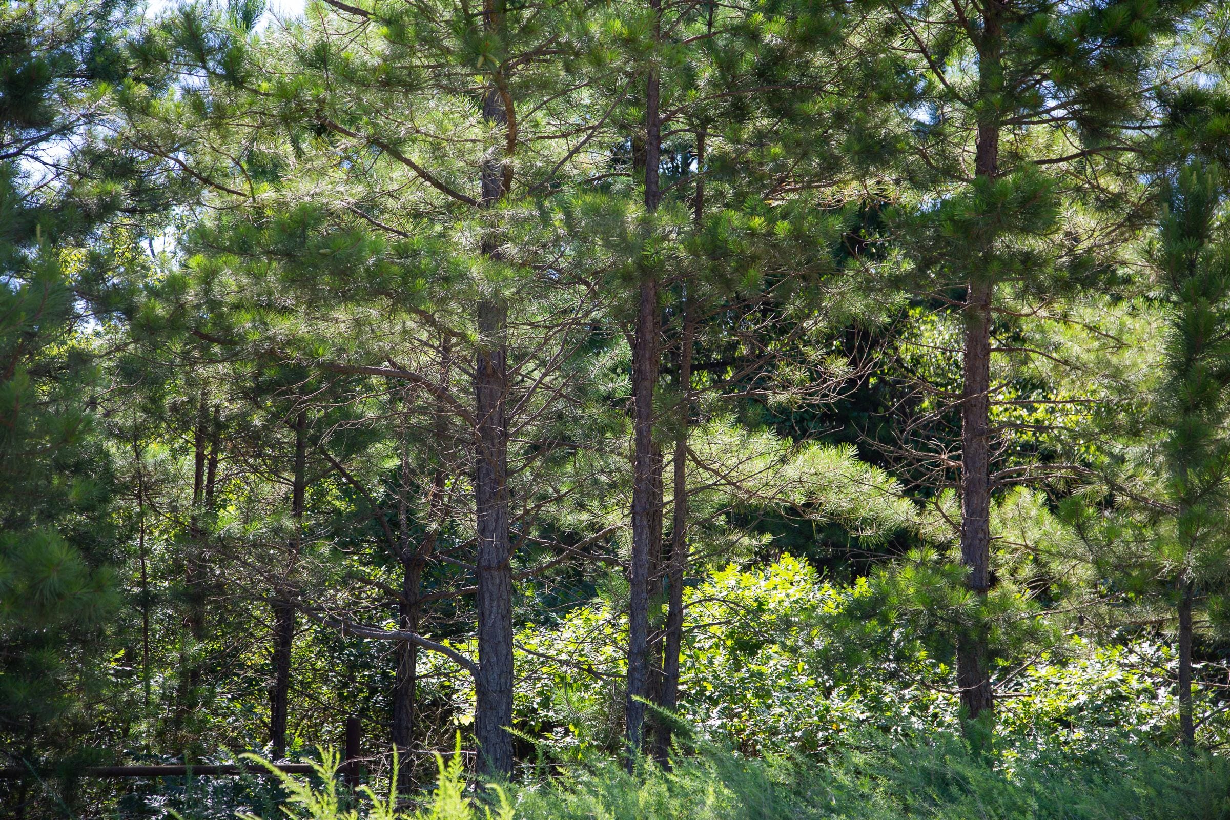Tyler Stone Ranch Tract 3 photo 8