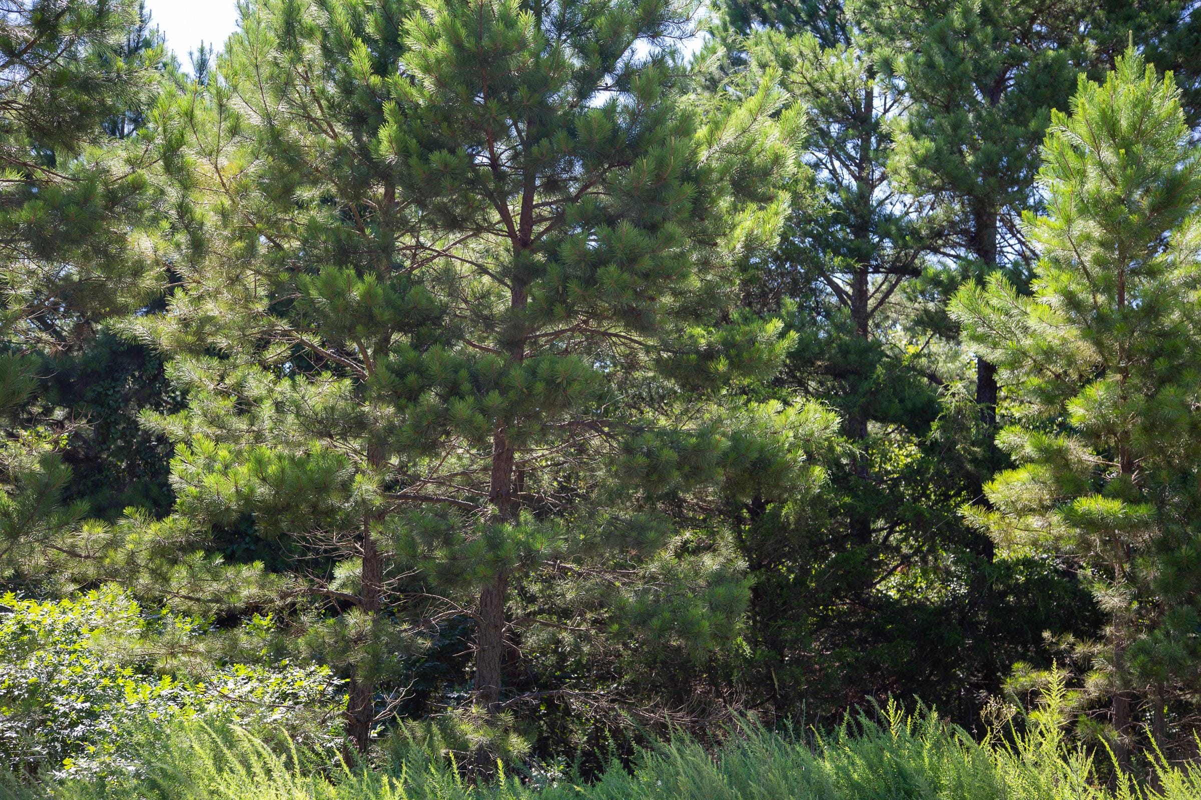 Tyler Stone Ranch Tract 3 photo 9