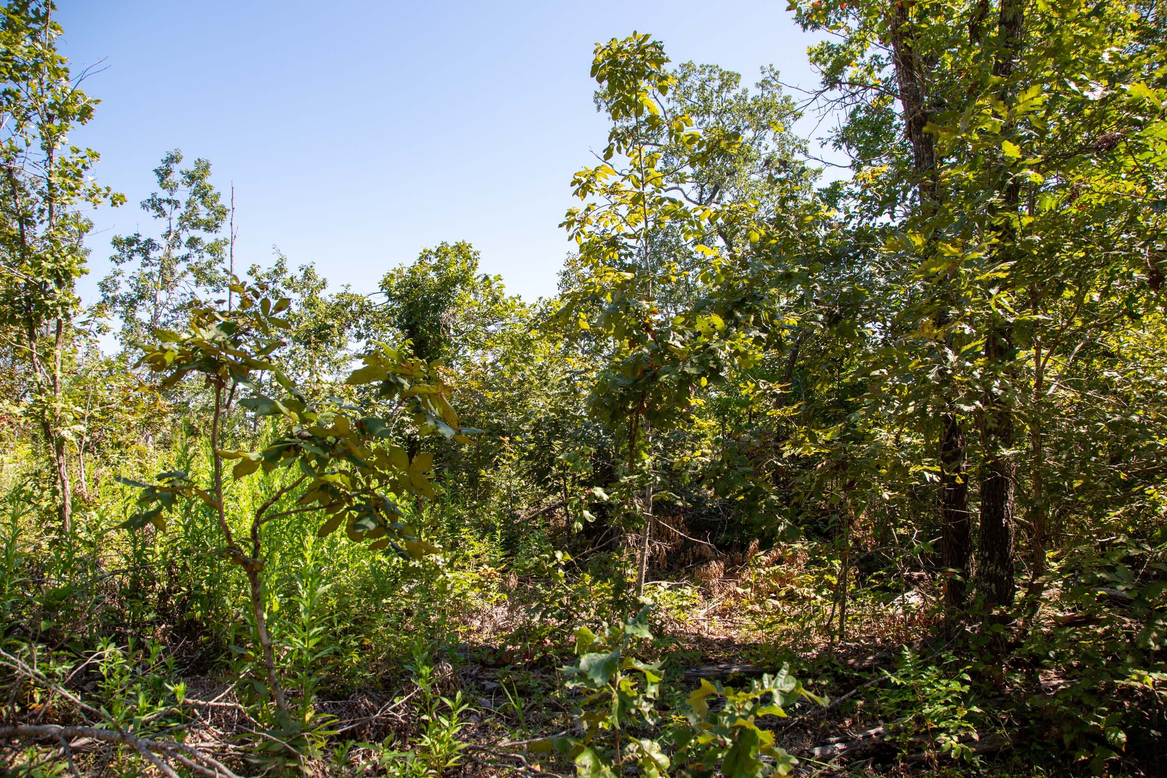 Borgmann’s Hollow Phase II Tract 55 photo 2